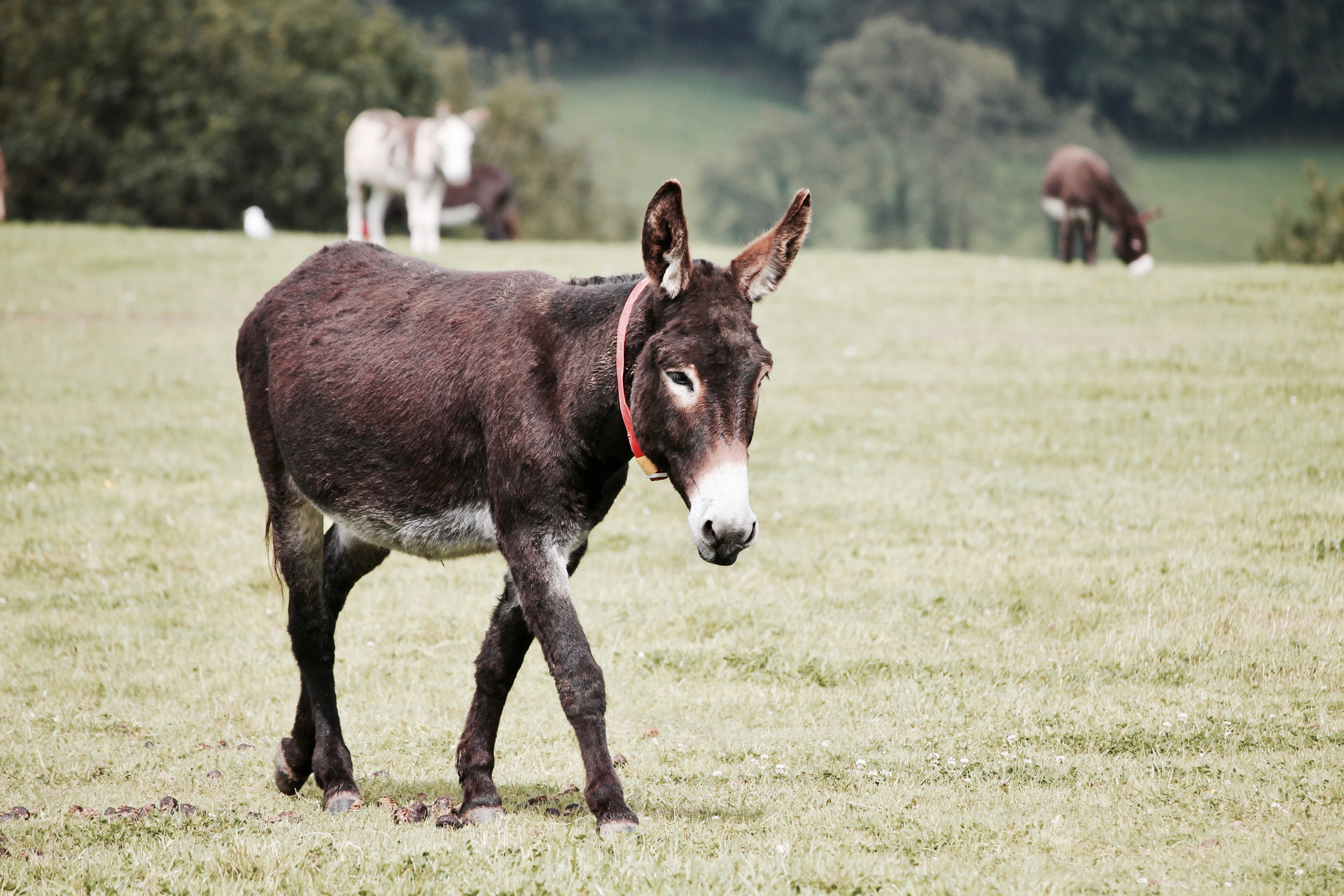 Donkey Milk
