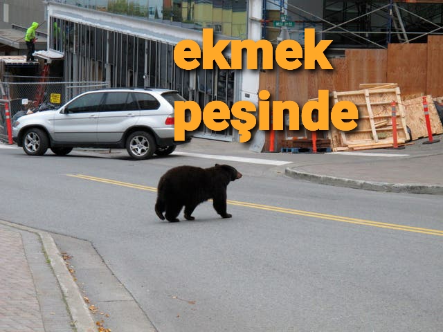 Aç kalan ayı şehre indi