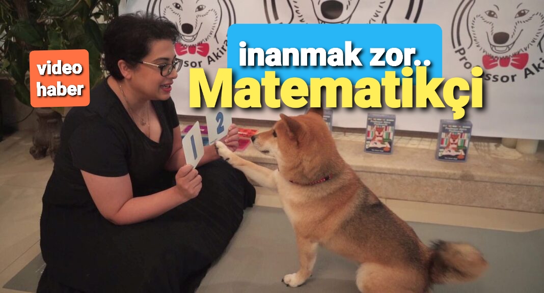 Bu köpek matematik biliyor.. Sayılar. çarpma. toplama . çıkarma