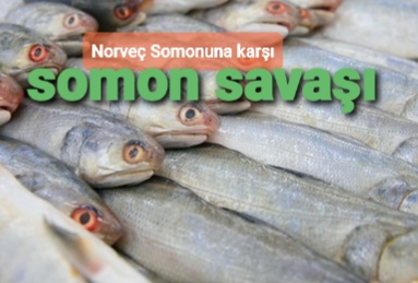 Corona salgını sonrası Avrupa'ya Türk somonu ihracatı hız kazandı.