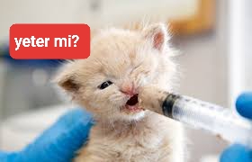 Kedileri günde sadece bir kez beslemek daha sağlıklıymış