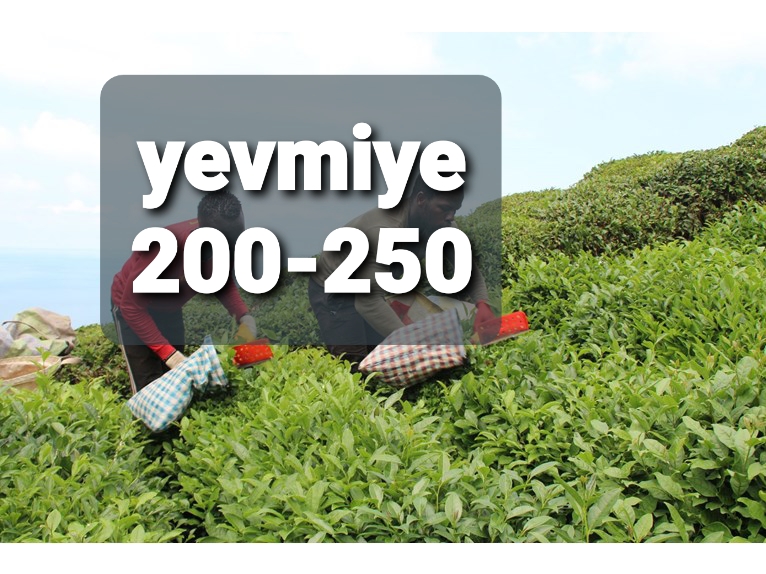 Pandemi nedeniyle Azerbaycan ve Gürcistan olmayınca çay toplamak onlara kaldı