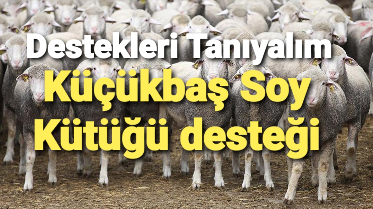 Küçükbaş Soy Kütüğü Desteği