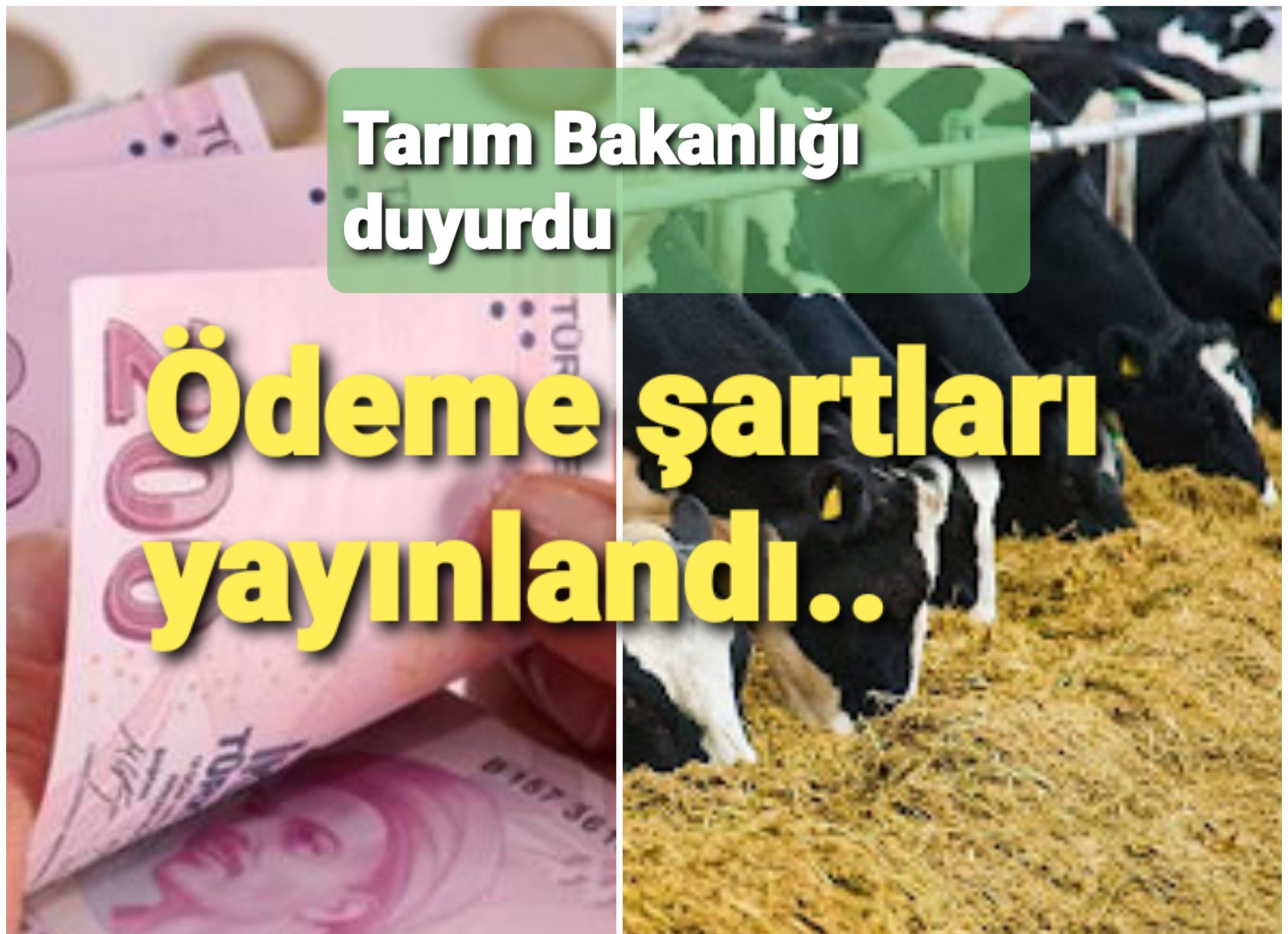 HAYVANCILIK YAPANLARA ÖDEME İÇİN BAŞVURULAR SÜRÜYOR...