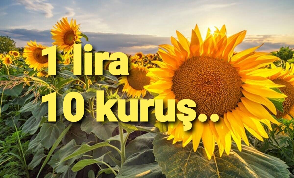 AYÇİÇEĞİ İÇİN ÇİFTÇİLERE VERİLECEK DESTEK ....