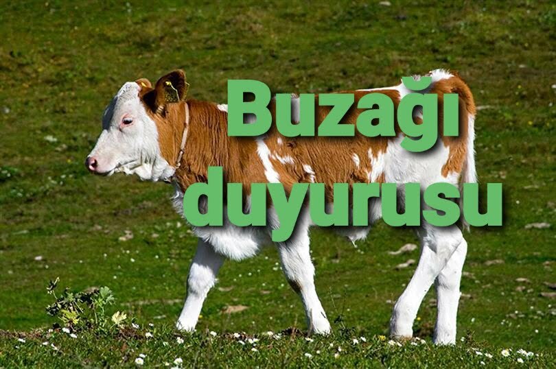 BUZAĞI DUYURUSU