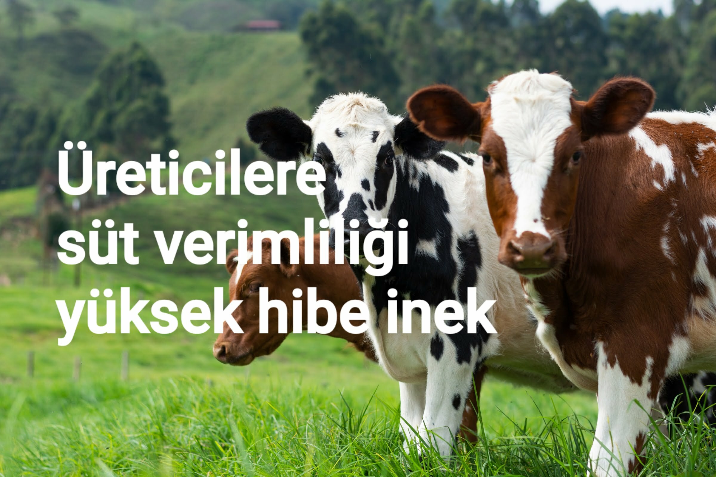 ÜRETiCİLERE SÜT VERİMLİLİĞİ YÜKSEK HİBE İNEK