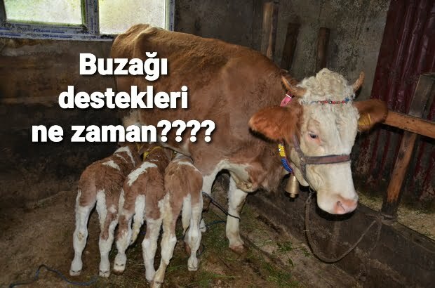BUZAĞI ÖDEMELERİ