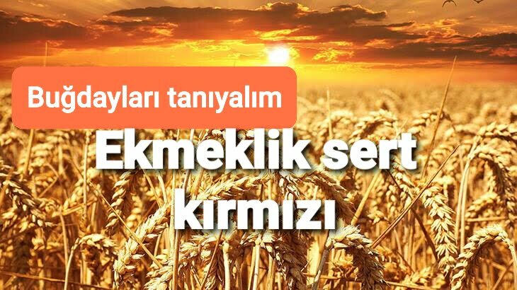 BUĞDAYLARI TANIYALIM.. TMO..