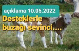 BUZAĞI SEVİNCİ