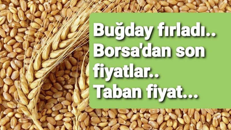 BUĞDAY FIRLADI.. TÜRKİYE BORSALARINDA DURUM NE? TABAN FİYAT...