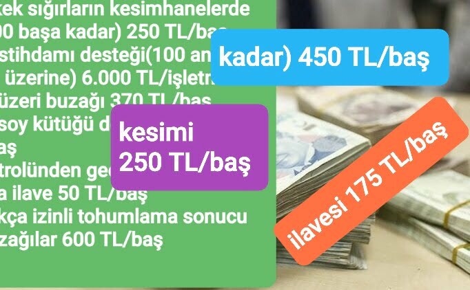 HAYVANCILIK DESTEKLERİ NELERDİR?