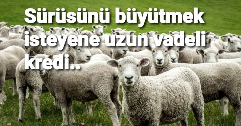 Hayvan sayısını artırmak isteyenlere kredi