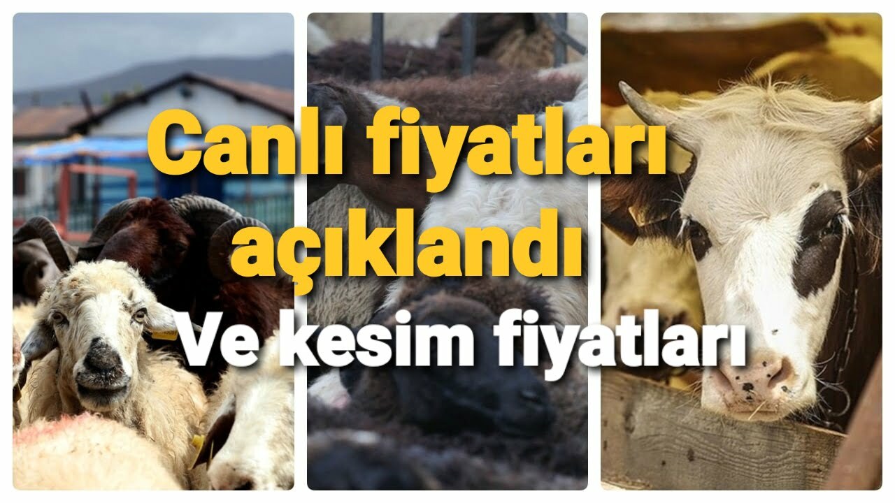 CANLI FİYATLAR AÇIKLANDI..