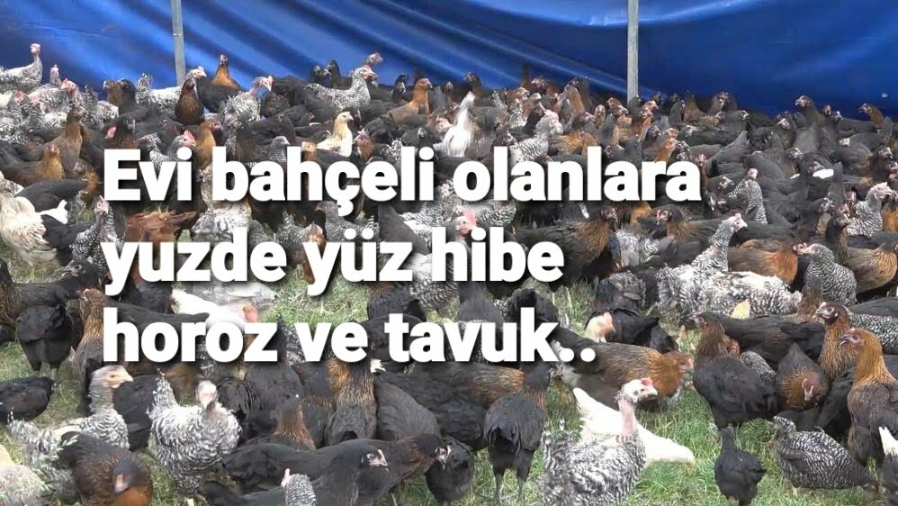 EVİ BAHÇELİ OLANLARA TAMAMI HİBE TAVUK VE HOROZ...