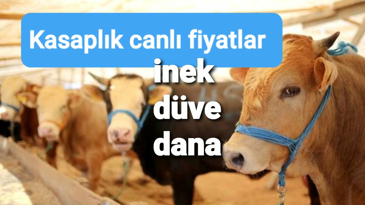BORSALARDA CANLI HAYVAN FİYATLARI