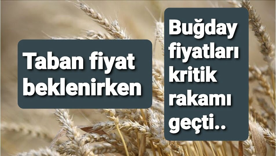 BUĞDAY YÜKSELİŞTE