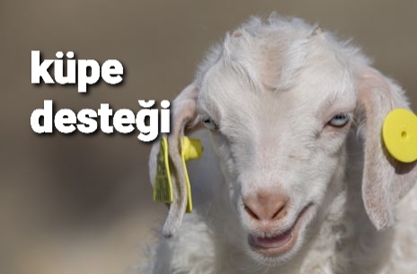 Küpe desteği ne zaman..