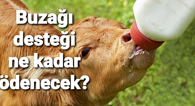 2. DÖNEMDE NE KADAR BUZAĞI DESTEĞİ ÖDEMESİ YAPILACAK?