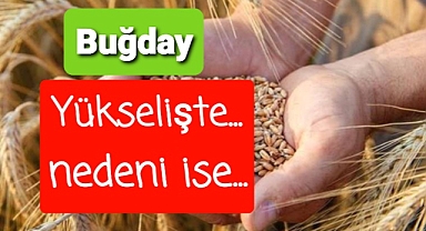 Tarım fiyatları yükselişte