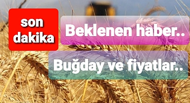 Buğdayda beklenen haber.