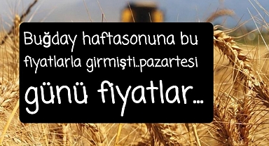 Buğday fiyatları haftasojuna böyle girdi
