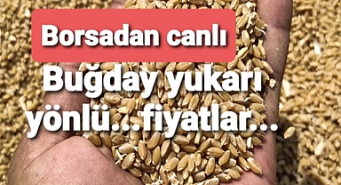 Buğday fiyatları yukarı yönlü....