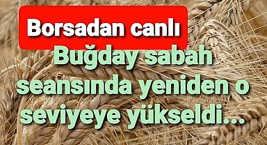 Buğday yeniden o seviyede