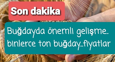 Buğdayda önemli gelişme...