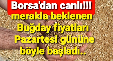 Buğdayda Pazartesi dikkat çeken fiyatlar