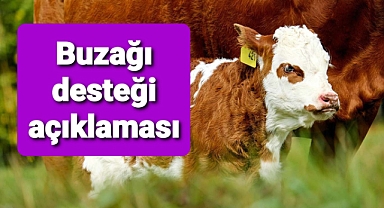 Buzağı Desteği açıklaması