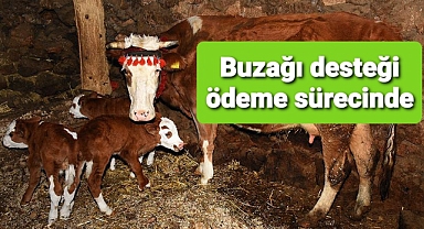 Buzağı desteği ödeme sürecinde