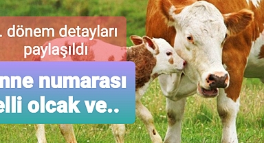 Buzağı desteğinde bu detaylara dikkat