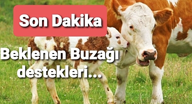 buzağı destekleri askıda
