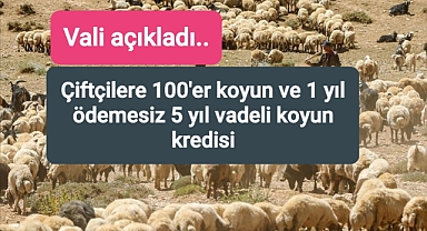 çiftçilere 100'er koyun ve 1 yıl ödemesiz 5 yıl vadeli koyun kredisi..