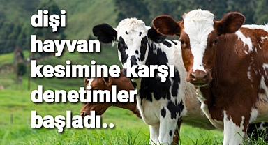 Dişi hayvanların kesilmesinin önüne geçmek için denetimler başladı...