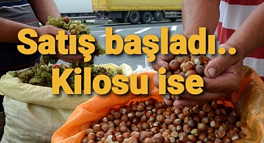 Fındık satışları başladı.. Kilosu ise
