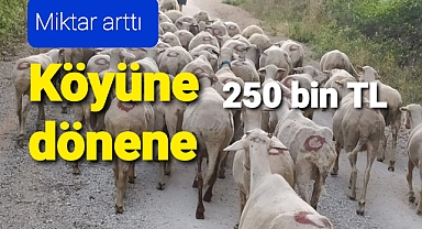 Köyüne dönene 250 bin TL