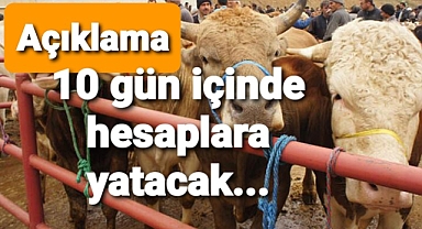 Satılamayan kurbanlıklar alınacak