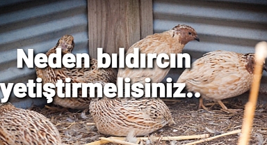 BILDIRCIN TAVUK DEĞİLDİR