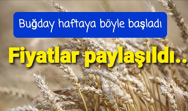 Buğday haftaya böyle başladı