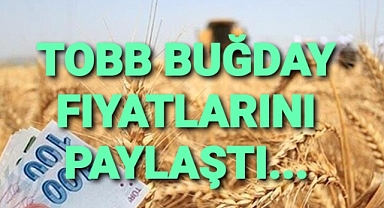 Buğdayda sabah seansı