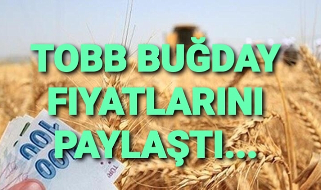 Buğdayda sabah seansı