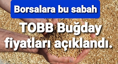 buğdayda sabah seansı