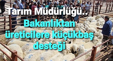 Damızlık koç dağıtımını paylaştı..