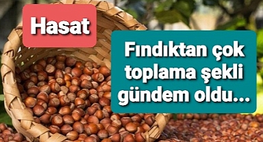 Fındığı böyle topladılar