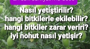 Geçmişi MÖ 8500'e dayanan Nohut yetiştirmenin ipuçları