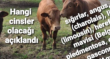 Ithal edilecek büyükbaşların cinsleri belli oldu..