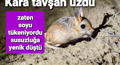 Kara tavşan susuzluğa yenik düştü