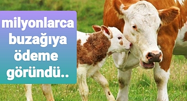 Milyonlarca buzağıya destek göründü